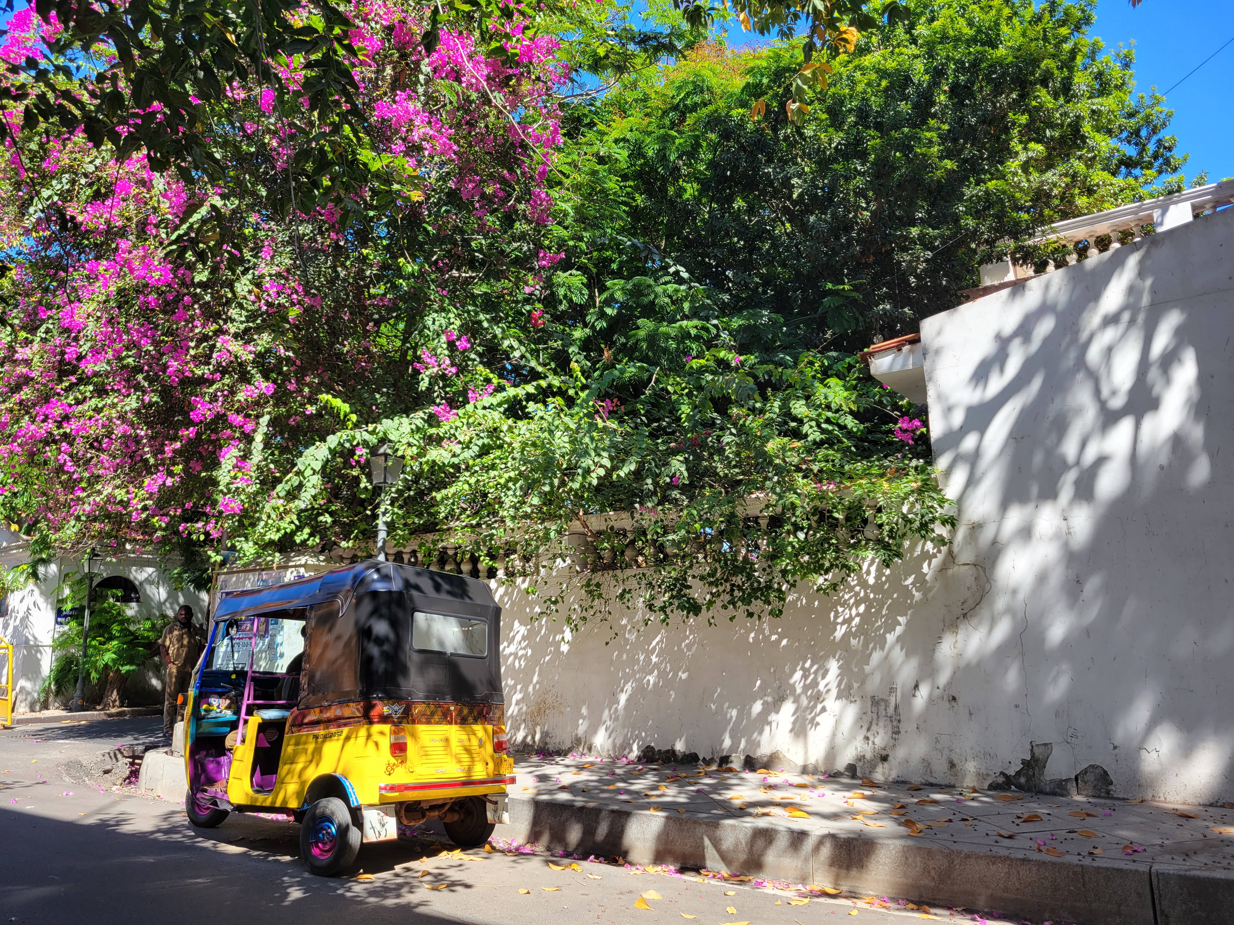 A rickshaw on the street under a tree blooming with purple flowers.