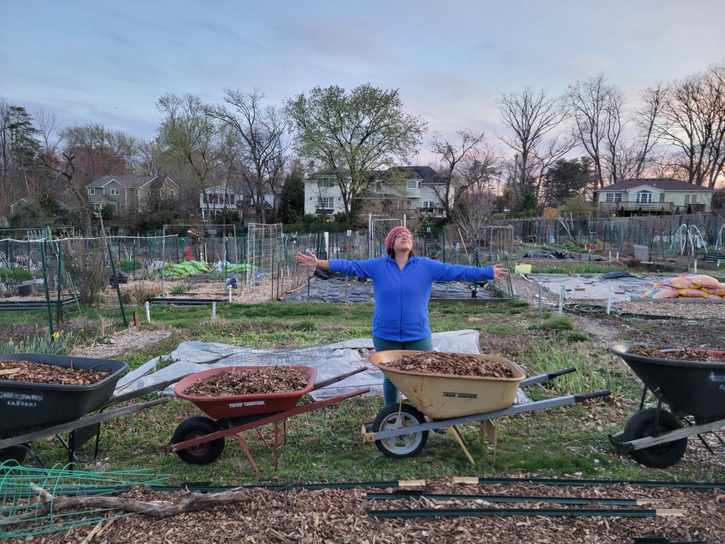 A view of a woman standing with her arms spread in front of four wheelbarrows of mulch.