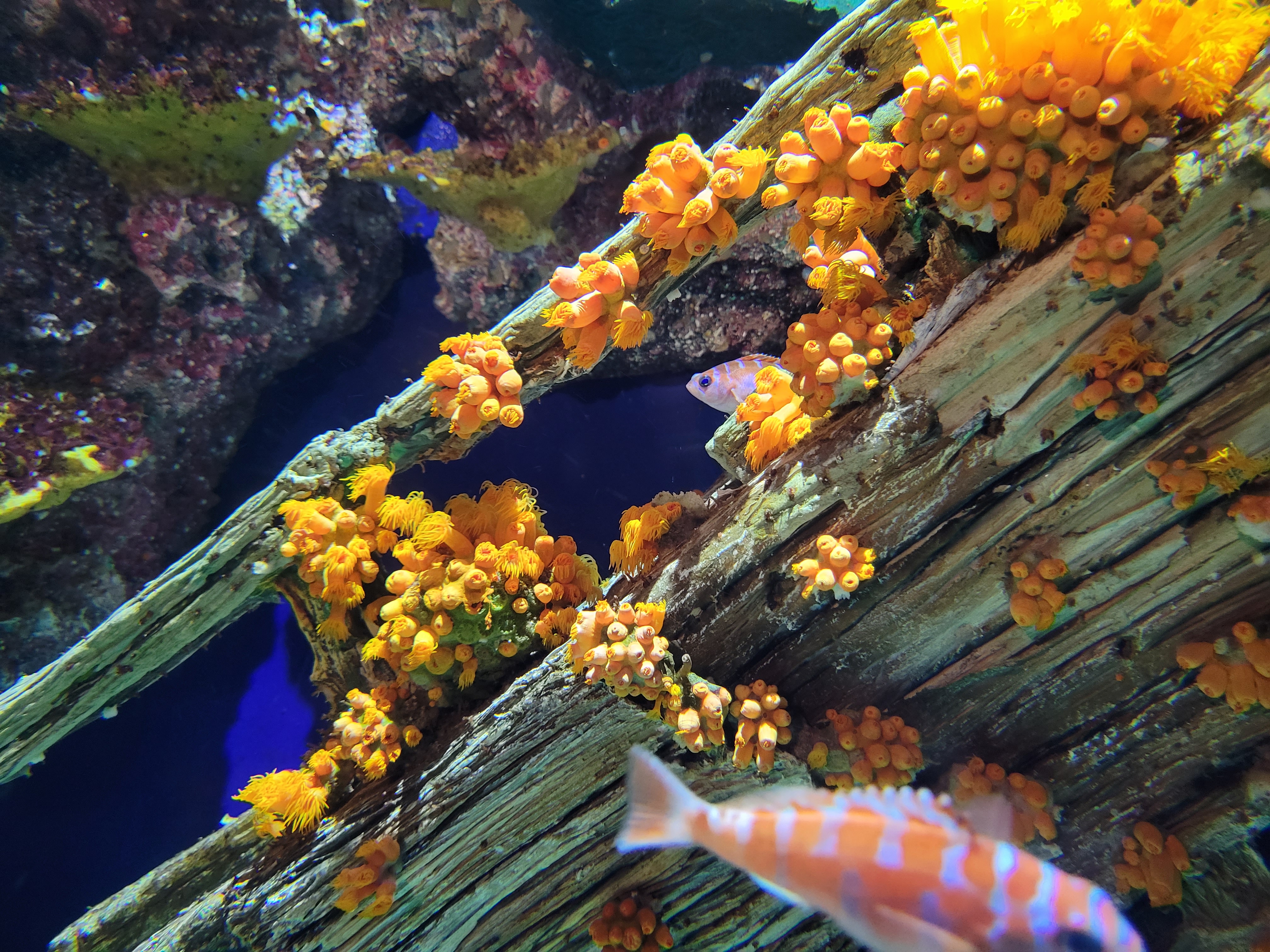 A view of a fish peeking out in a gap between some wood in an aquarium.