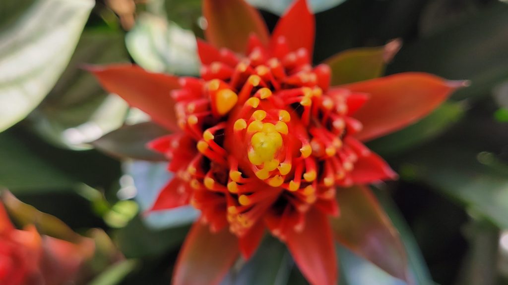 A top down view of the red and yellow flower in Longwood Gardens.